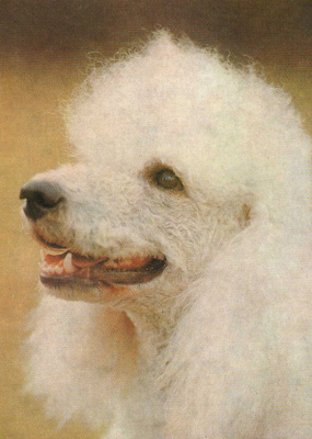 PUDEL " VILLAKOIRA "  POSTIKORTTI
