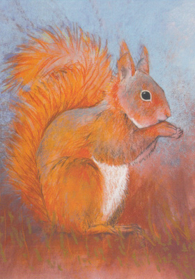 Loes Botman: Orava (postikortti)