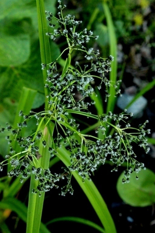Korpikaisla (Scirpus sylvaticus), siemeniä 100 kpl