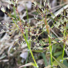 Kevätpiippo (Luzula pilosa), siemeniä 50 kpl - pikkukuva 2