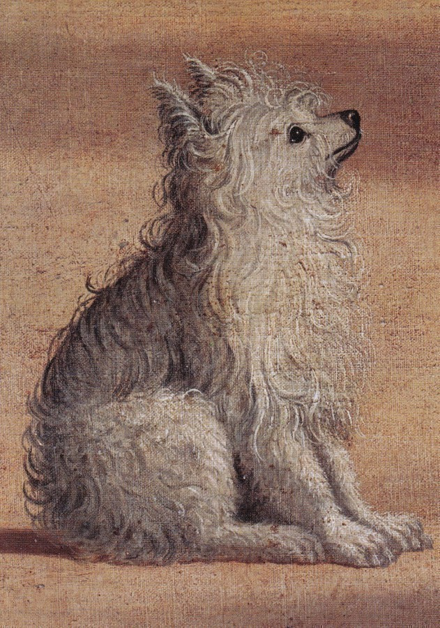 Vittore Carpaccio: Koira (isohko taittokortti)