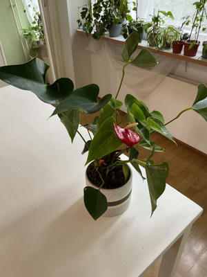 Anthurium, jossa on vihreät lehdet ja punainen kukka
