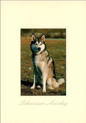 Siperian Husky