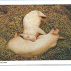 kortti ** Sika - erilaisia valokuvakortteja - pikkukuva 3