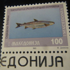 Makedonia kalat - pikkukuva 3