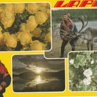 Postikortti, SUOMEN LAPPI, Erikoisleima - pikkukuva 1
