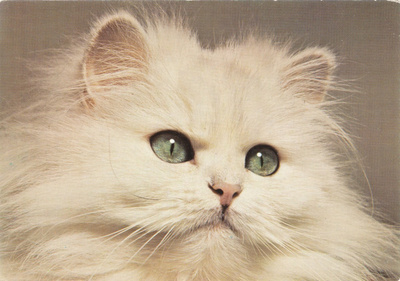 KISSA-kortti