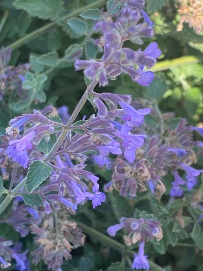 Mirrinminttu (Nepeta x faassenii), siemeniä 50 kpl