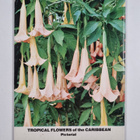Tropical Flowers of the Caribbean - pikkukuva 2