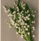 Vanha kortti, kielot, vuodelta 1928 - pikkukuva 1