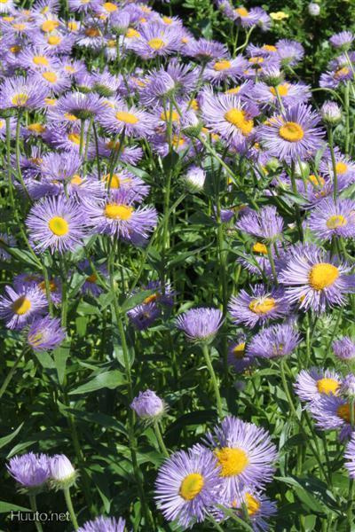 Jalokallioinen (Erigeron speciosus), siemeniä 50 kpl