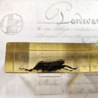 Natura Obscura – Entomologinen näyte no. 332 - pikkukuva 2