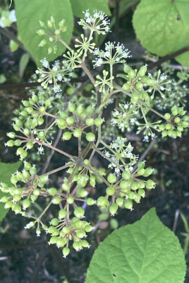 Terttuaralia (Aralia racemosa), siemeniä 50 kpl