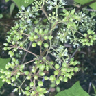 Terttuaralia (Aralia racemosa), siemeniä 50 kpl - pikkukuva 1