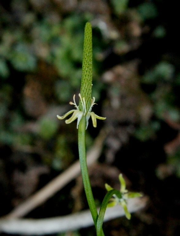 Hiirenhäntä (Myosurus minimus), siemeniä 100 kpl