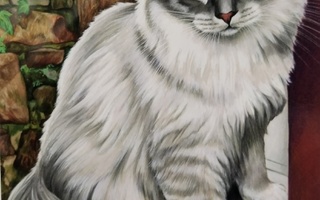 Kissa kortti,kulkematon.