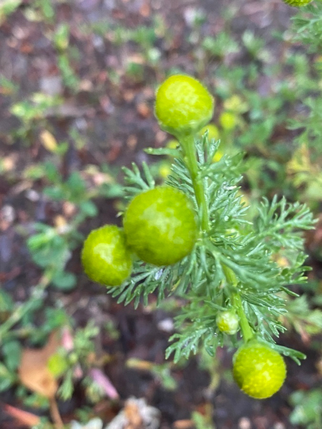 Pihasaunio (Matricaria discoidea), siemeniä 100 kpl