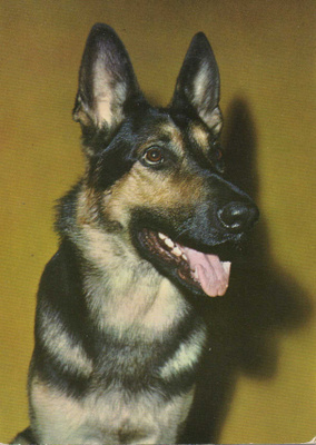 SAKSANPAIMENKOIRA  POSTIKORTTI