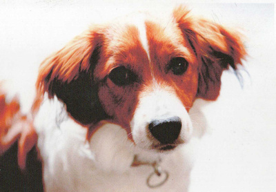 KOOIKERHONDJEKOIRA POSTIKORTTI - HOLLANTILAINEN SPANIELROTU