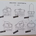 Kari Suomalainen: Vauvan anatomiaa, piirrospk, ei p. - pikkukuva 1