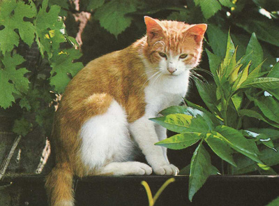 KISSA  POSTIKORTTI