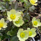 Amerikankullero (Trollius laxus), siemeniä 50 kpl - pikkukuva 2