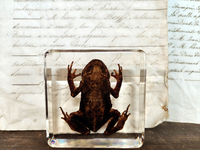 Natura Obscura – Entomologinen näyte no. 504