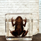 Natura Obscura – Entomologinen näyte no. 504 - pikkukuva 1