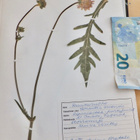 VANHA Kasvisto Inkoo Fagervik 1970 PAKSU - pikkukuva 3