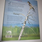 Jorma Luhta : Muuttohaukka : taivaanjumala ( hienokuntoinen - pikkukuva 2