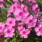 Syysleimu ’Cherry Red ’, siemeniä 50 kpl - pikkukuva 2