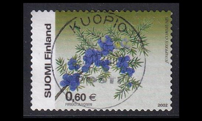 1620 o Kataja loisto Kuopio 18.11.2002 (2002)