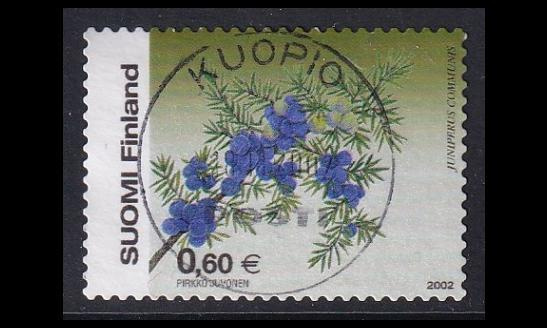 1620 o Kataja loisto Kuopio 18.11.2002 (2002)