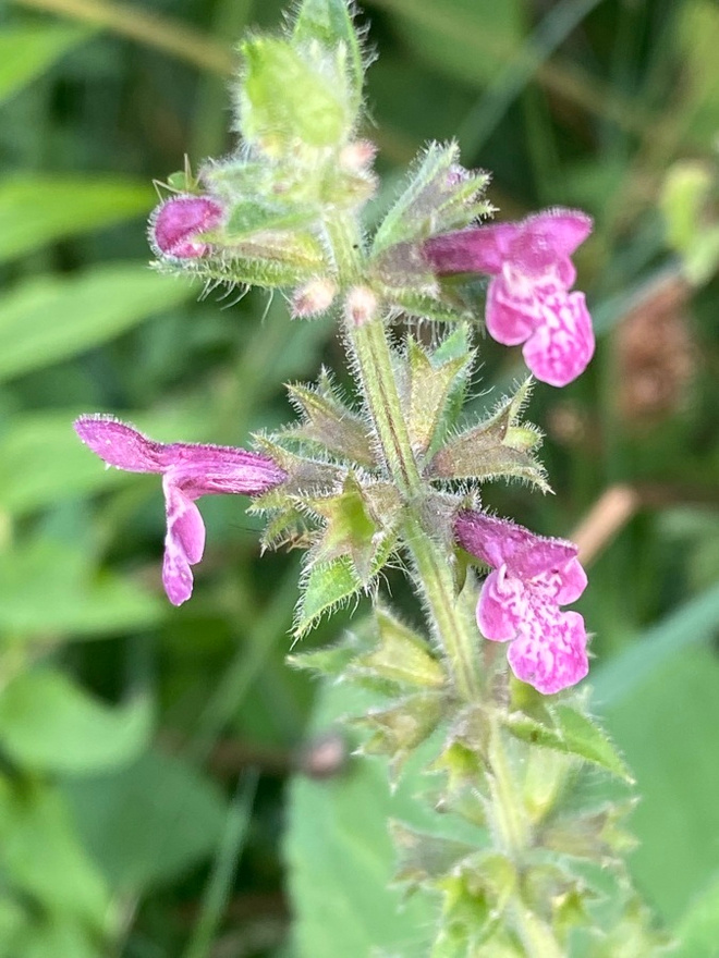 Lehtopähkämö (Stachys sylvatica), siemeniä 50 kpl