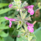 Lehtopähkämö (Stachys sylvatica), siemeniä 50 kpl - pikkukuva 1