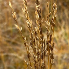 Siniheinä (Molinia caerulea ), siemeniä 50 kpl - pikkukuva 1
