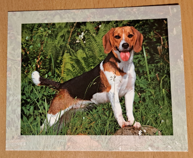 koira, beagle, kulkenut 2001