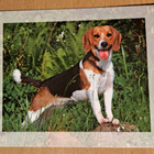 koira, beagle, kulkenut 2001 - pikkukuva 1