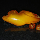 Vintage Antique Baltic egg yolk amber meripihka solki - pikkukuva 2