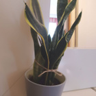 Anopinkieli helppohoitoinen 43 cm suojaruukku mukaan - pikkukuva 4