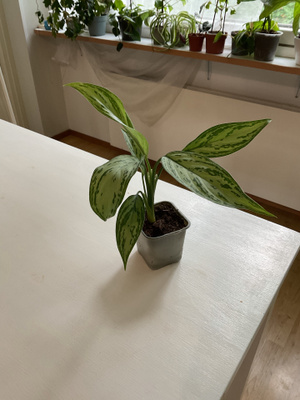 Nuori aglaonema, jossa on hopeanvihreät lehdet