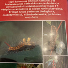 PERHOSET - 245 värivalokuvaa - pikkukuva 2