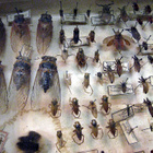 100 vuotta vanha hemiptera – hyönteiskokoelma - pikkukuva 4