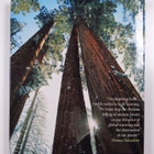 Tom Petherick : Trees that shape the world - pikkukuva 2