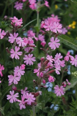 Puna-ailakki (Silene dioica), siemeniä100 kpl