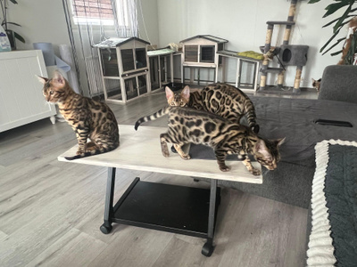 kissa