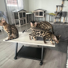 kissa - pikkukuva 1
