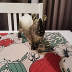 Lomonosov sarvikuono figuuri - pikkukuva 4