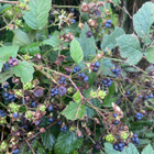 Sinivatukka (Rubus caesius), siemeniä 30 kpl - pikkukuva 3