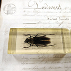 Natura Obscura – Entomologinen näyte no. 410 - pikkukuva 1